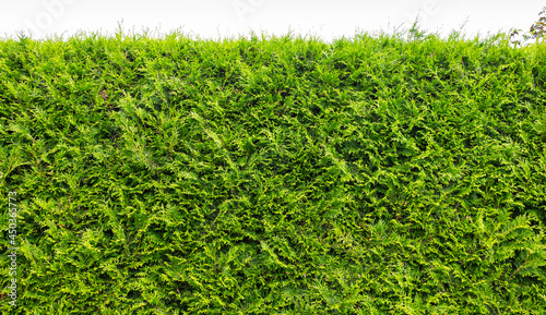 Thuja Hecke aus Lebenbäumen 02