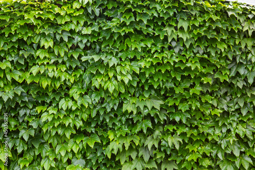 Wallpaper Mural Weinlaubwand Torontodigital.ca