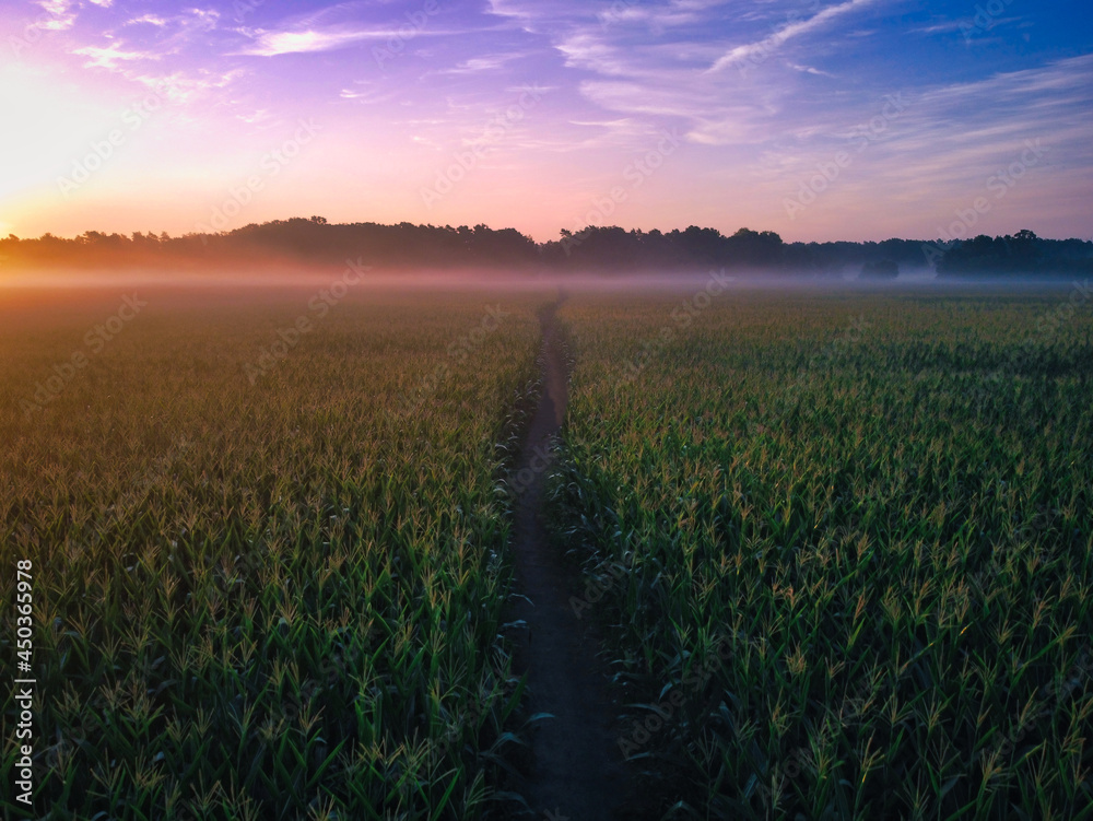 overhead view of path in corn field with sun rising on the left