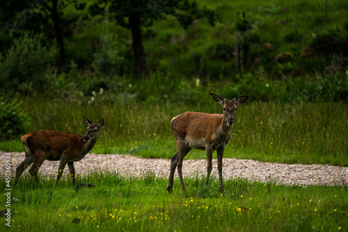 Obraz na płótnie A pair of young red deer posing on the lawn of a deer nursery in the rays of the evening sun
w salonie