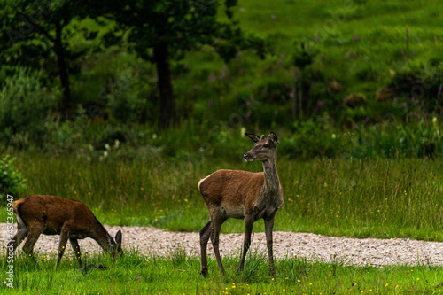 Obraz na płótnie A pair of young red deer posing on the lawn of a deer nursery in the rays of the evening sun
w salonie