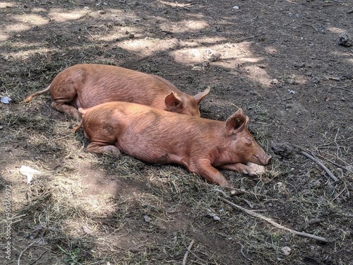 Pig nap