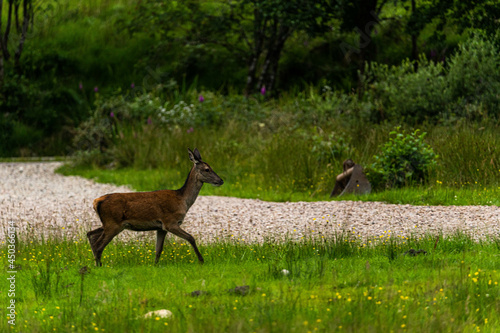 A pair of young red deer posing on the lawn of a deer nursery in the rays of the evening sun
