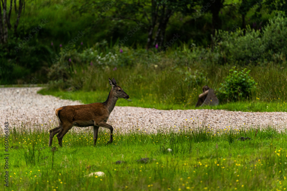 A pair of young red deer posing on the lawn of a deer nursery in the rays of the evening sun
A pair of young red deer posing on the lawn of a deer nursery in the rays of the evening sun