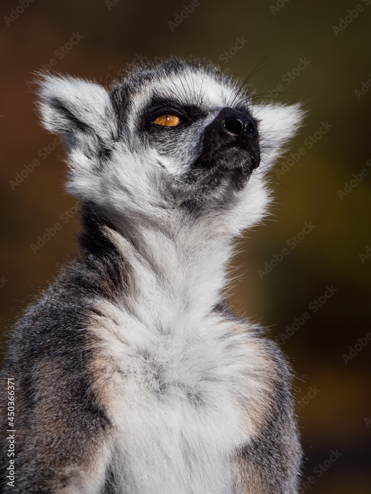 Obraz premium Ring-tailed lemur monkey looking around