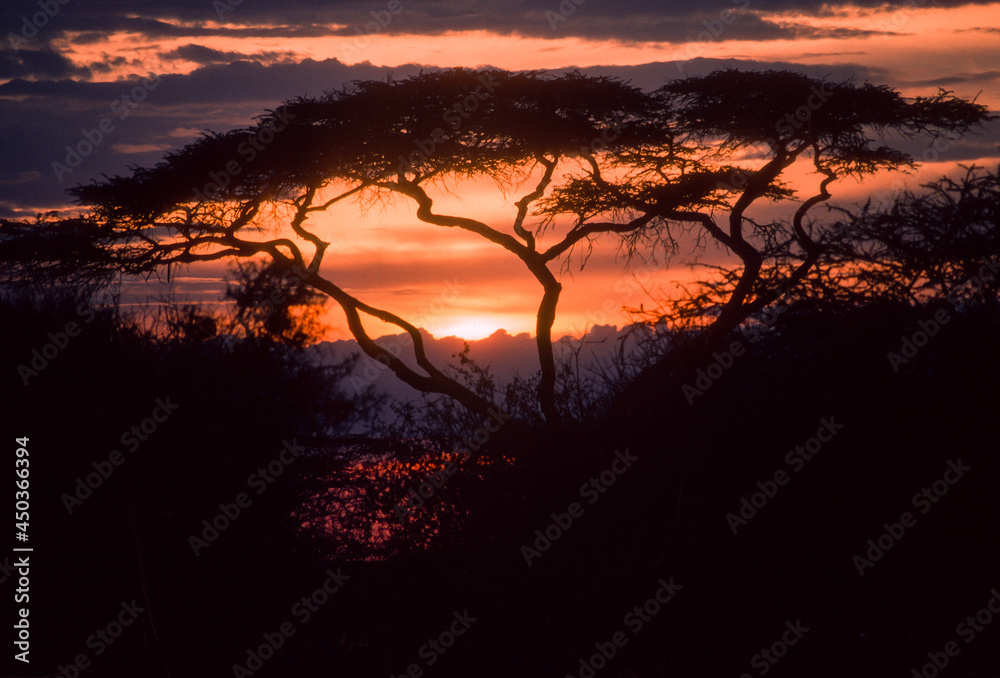 Obraz premium Coucher de soleil, Acacia lahai, Vachellia lahai, Parc national de Nakuru, Kenya