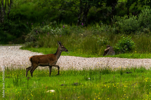 Obraz na płótnie A pair of young red deer posing on the lawn of a deer nursery in the rays of the evening sun
w salonie