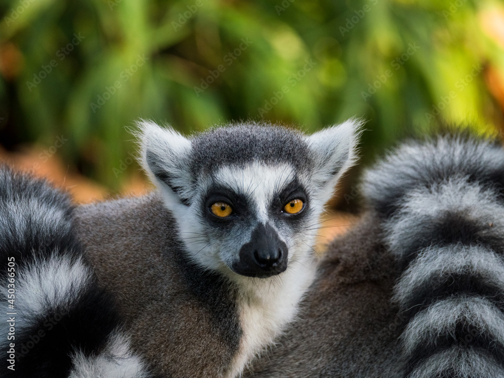Obraz premium Ring-tailed lemur monkey looking around