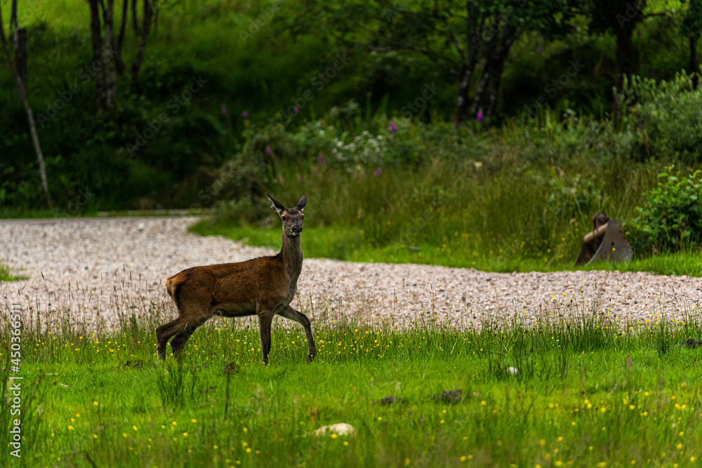 A pair of young red deer posing on the lawn of a deer nursery in the rays of the evening sun
A pair of young red deer posing on the lawn of a deer nursery in the rays of the evening sun