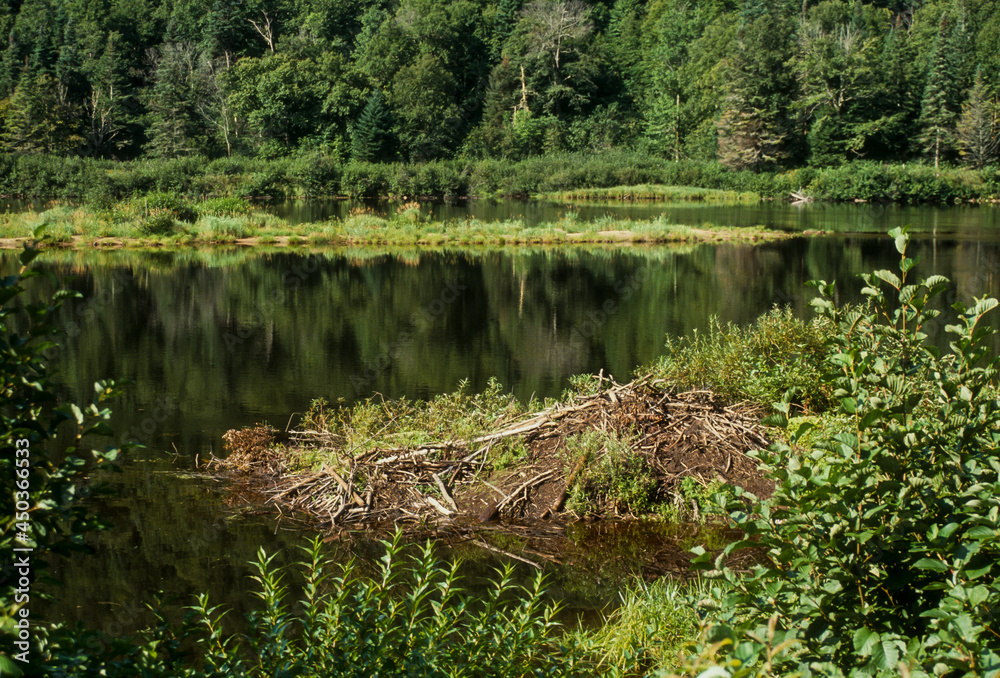 Castor du Canada, Castor canadensis, , cabane, Parc national des Laurentides, Quebec, Canada Castor du Canada, Castor canadensis, , cabane, Parc national des Laurentides, Quebec, Canada