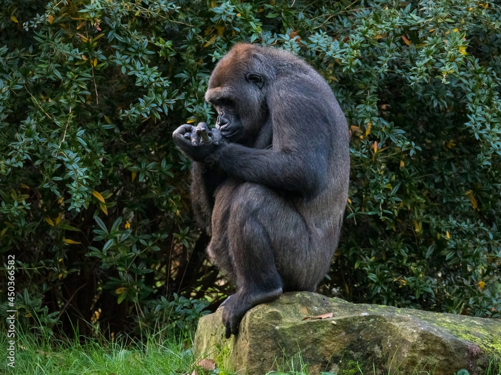 Isolated western lowland gorilla with clasped hands Isolated western lowland gorilla with clasped hands