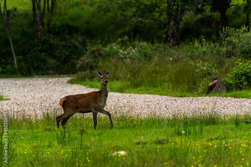Obraz na płótnie A pair of young red deer posing on the lawn of a deer nursery in the rays of the evening sun
w salonie