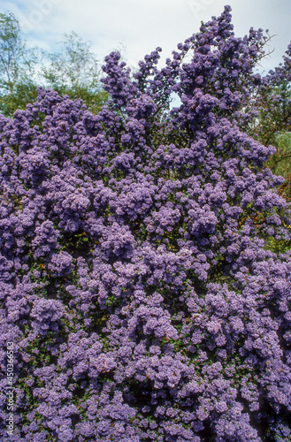 Céanothe, Ceanothus impressus