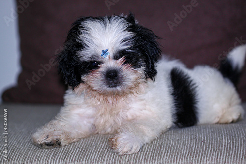 shitzu puppy playing on the living room sofa