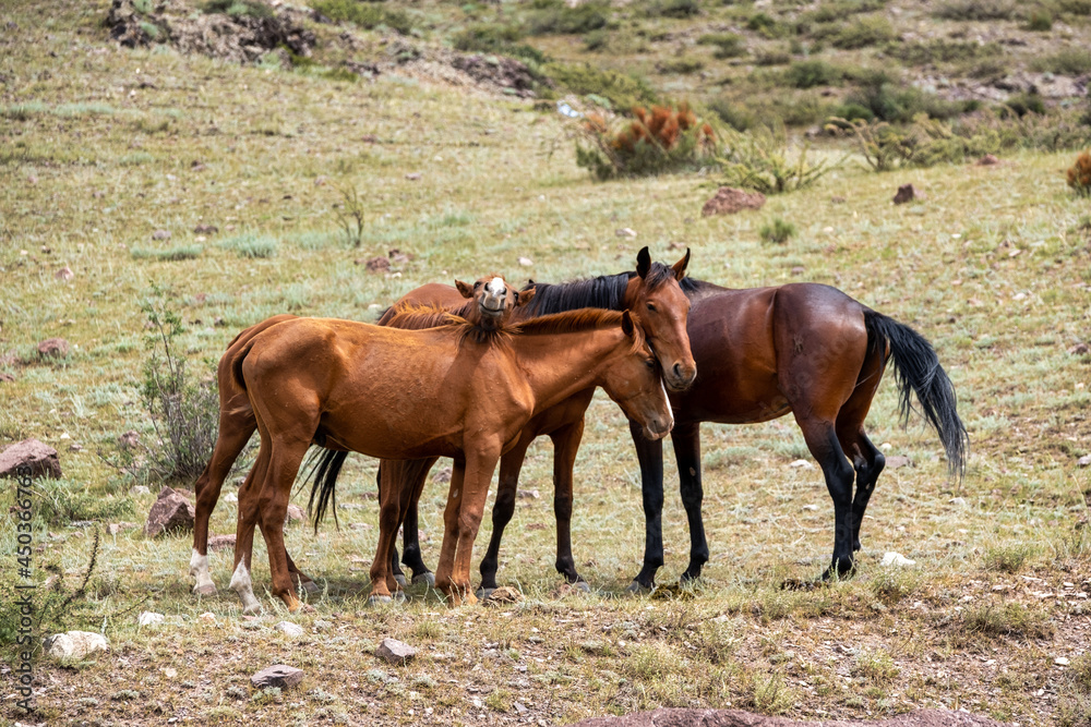 horse and foal