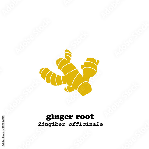 Vector illustration of ginger root on white background in flat style.