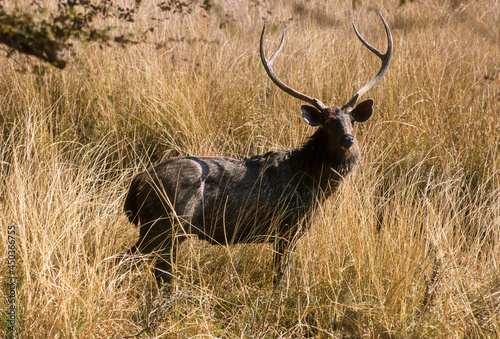 cerf sambar  Rusa unicolor  Parc national de Ranthambore  Inde