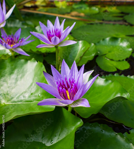  several purple-colored water blossoms in close-up  on a pond  surrounded by green leaves