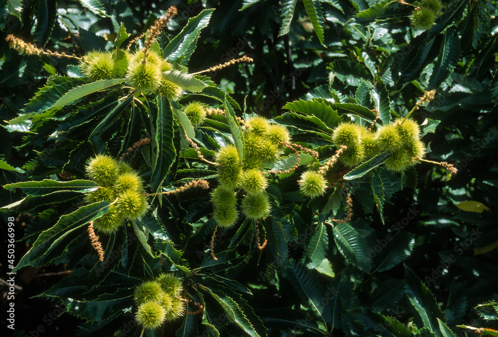 Châtaignier, Castanea sativa, chataigne, bogue Châtaignier, Castanea sativa, chataigne, bogue