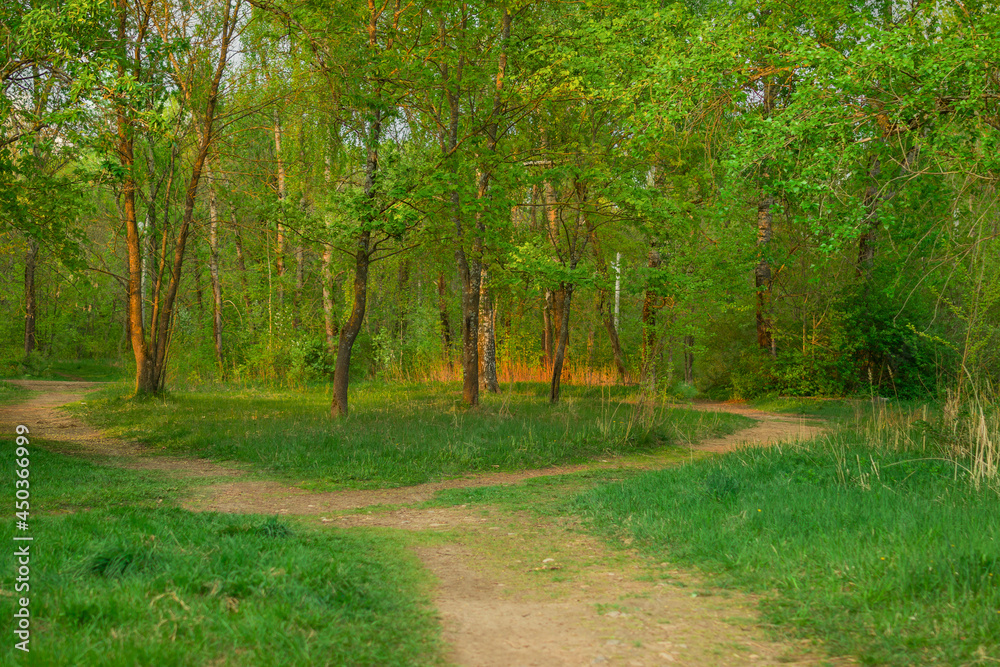 Fototapeta premium path in the forest lit by the sun at sunset