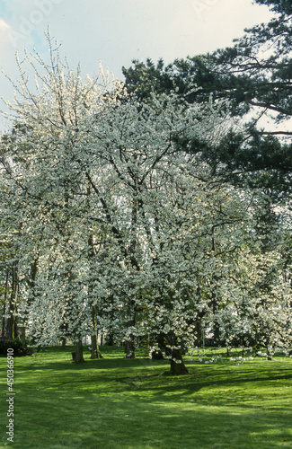 Cerisier, Prunus cerasus, fleurs, printemps, Verger, Luberon, Vaucluse, 84