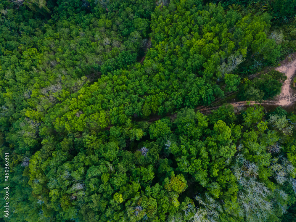 green forest background