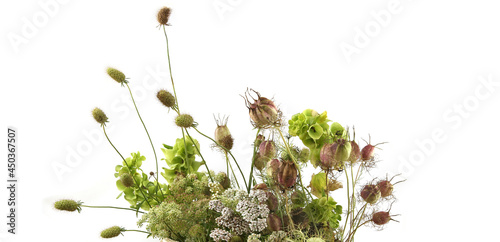 Garden flowers in late summer isolated on white background. Flowers with seed heads  left after flowering. photo