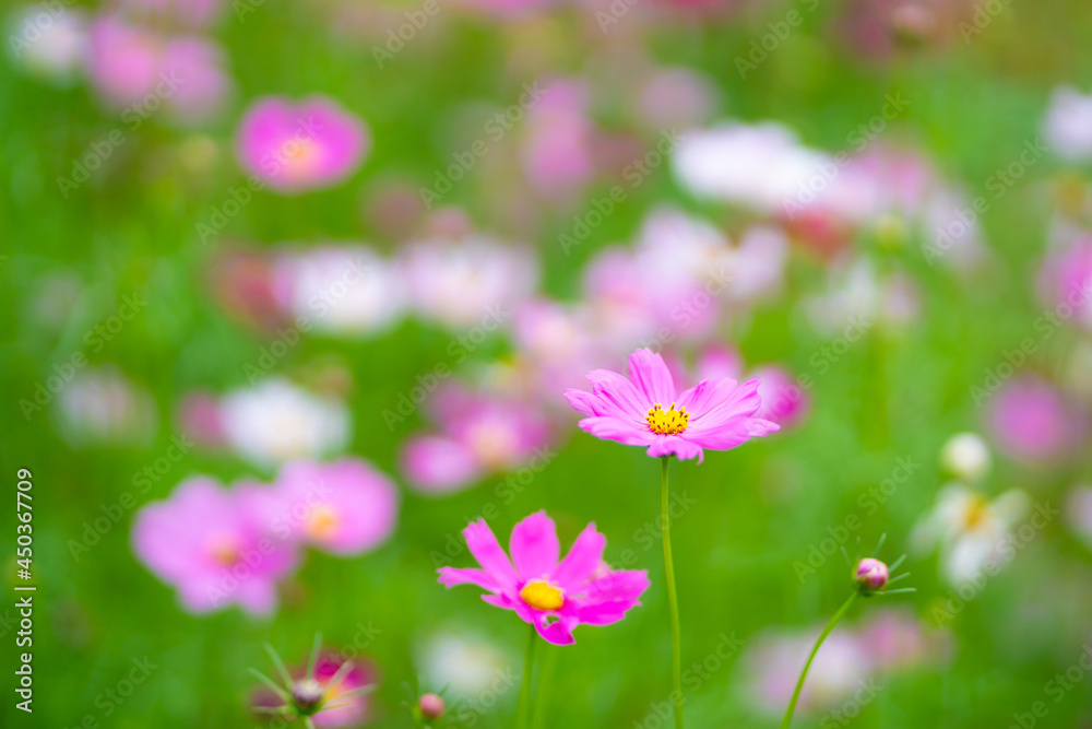 Close Up Flower colorful motion blur background. Nature and travel concept. Close Up Flower colorful motion blur background. Nature and travel concept.