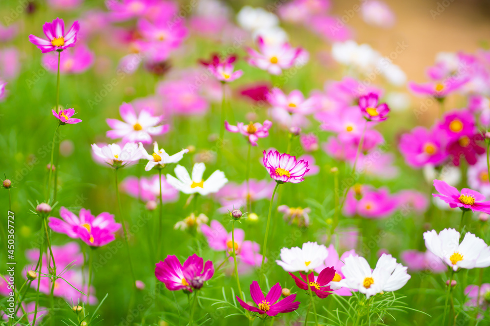 Close Up Flower colorful motion blur background. Nature and travel concept. Close Up Flower colorful motion blur background. Nature and travel concept.