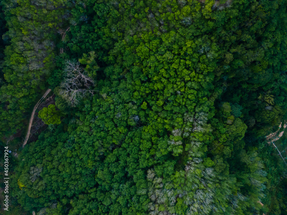 broccoli on the ground broccoli on the ground