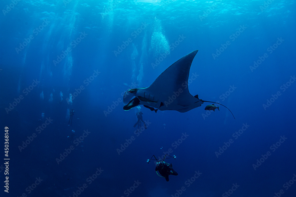 Obraz premium Manta Ray at Isla Revillagigedos, Mexico