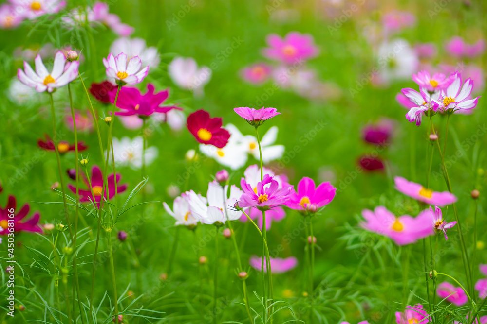 pink flowers in the meadow