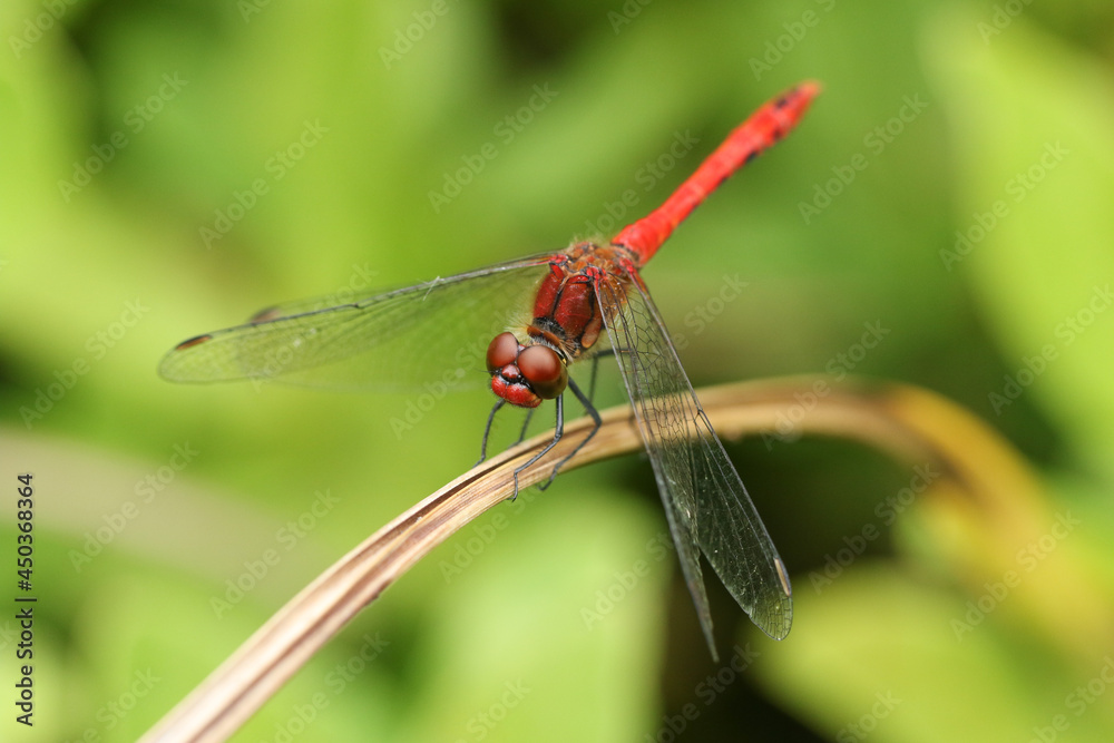 A hunting Ruddy Darter Dragonfly, Sympetrum sanguineum, resting on a reed. A hunting Ruddy Darter Dragonfly, Sympetrum sanguineum, resting on a reed.