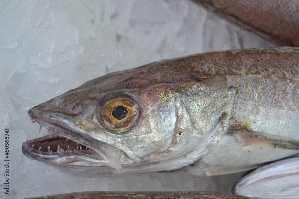 Fish from the freshly caught are almost alive Fish from the freshly caught are almost alive