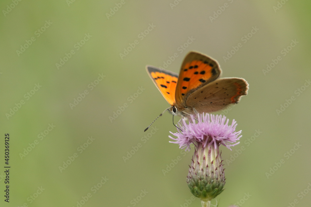 A Small Copper Butterfly, Lycaena phlaeas, pollinating a Thistle flower.
A Small Copper Butterfly, Lycaena phlaeas, pollinating a Thistle flower.