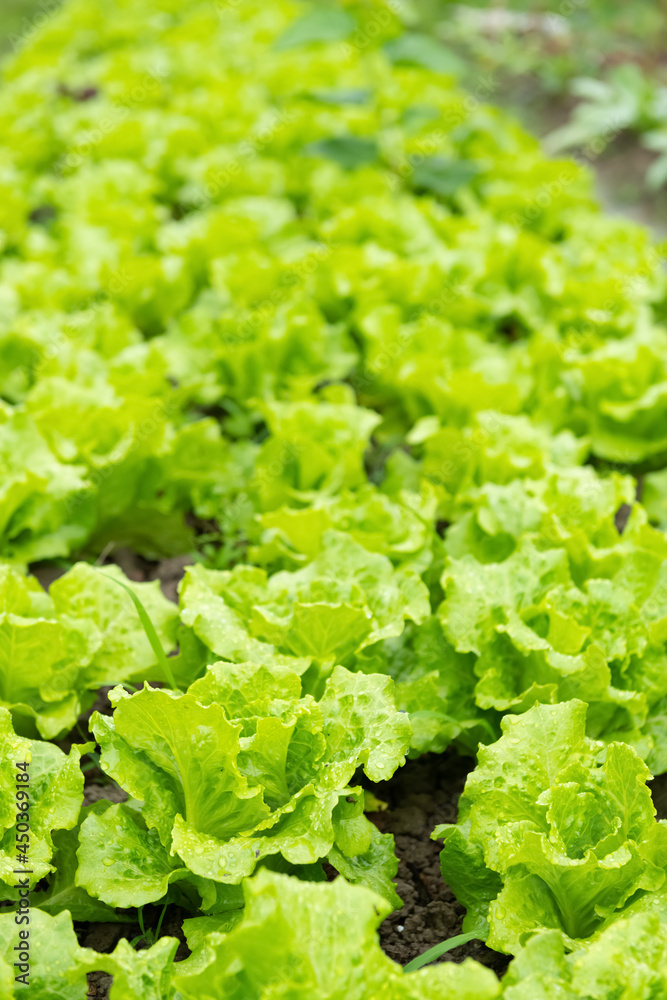 rows of planted lettuce vertical composition rows of planted lettuce vertical composition