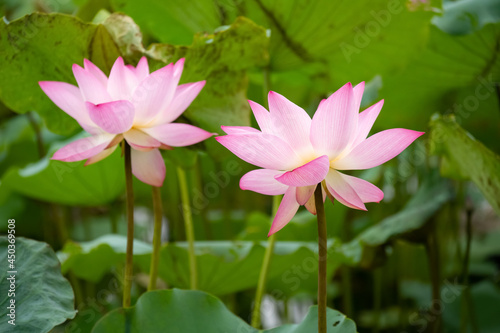 blooming lotus flowers horizontal composition