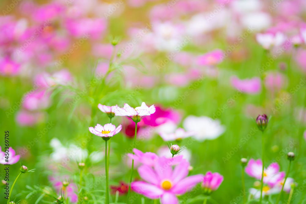 Close Up Flower colorful motion blur background. Nature and travel concept. Close Up Flower colorful motion blur background. Nature and travel concept.