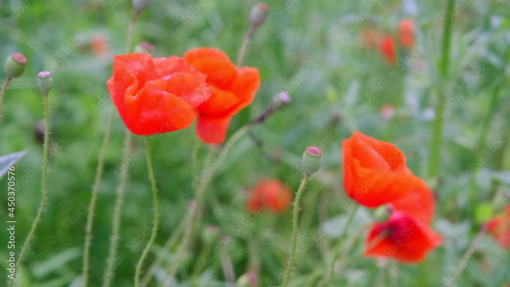 Large red field poppies in the field Large red field poppies in the field