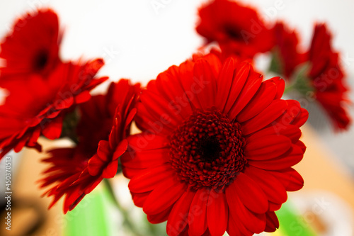 gerbera