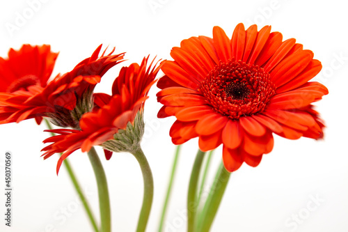 Gerbera