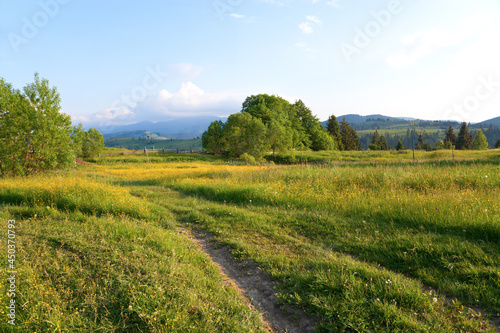 Mountain meadow with lush green grass  mountains on the horizon. Ukraine  Carpathians.