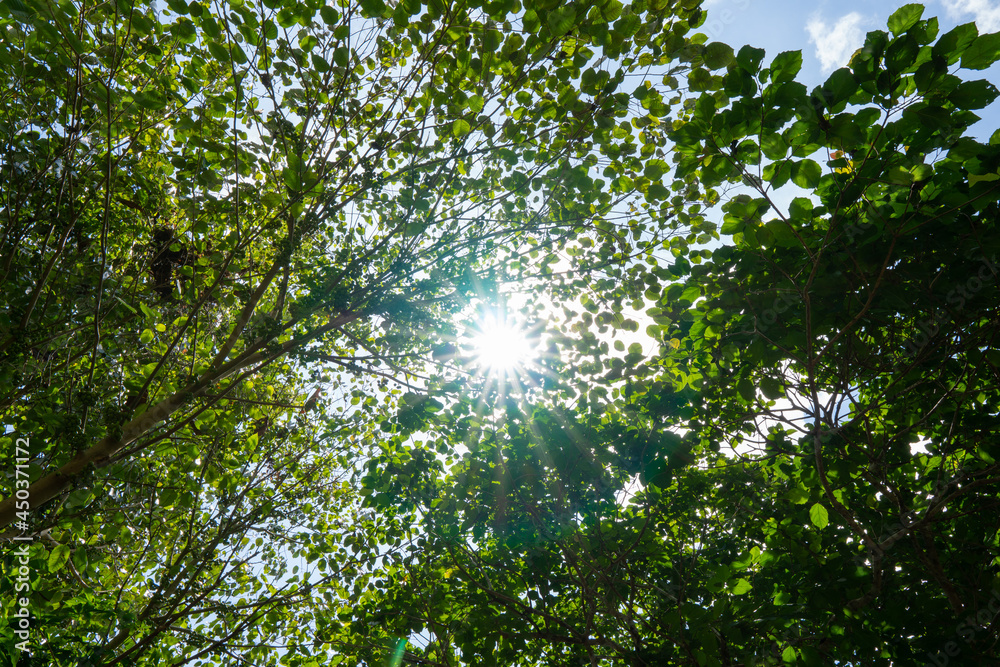 Fototapeta premium Nature image A big tree in a fertile forest And the sunlight shines through the leaves beautifully In the summer. Nature and travel concept.