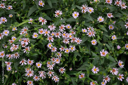 Summer Flowering Pale Purple Daisies of a Japanese Aster Plant, Kalimeris incisa 'Charlotte. Pink daisy flower in the garden. A lot of flowers in the field