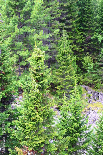 Fototapeta Naklejka Na Ścianę i Meble -  Panoramic view of mixed woodland birch, spruce, cedar trees in summer