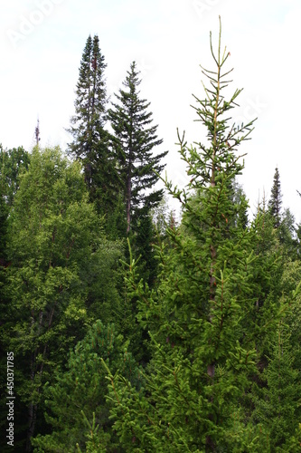 Panoramic view of mixed woodland birch, spruce, cedar trees in summer