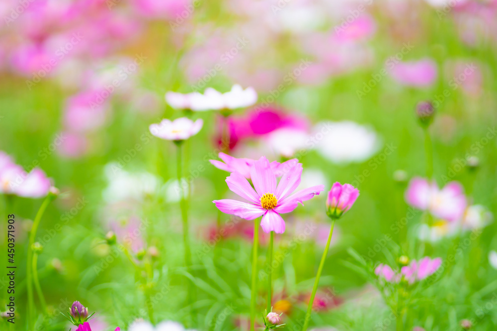 pink cosmos flowers