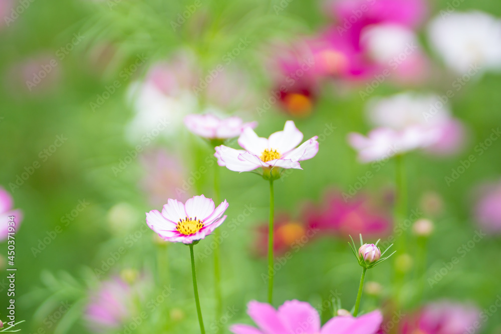 pink flowers in the garden pink flowers in the garden