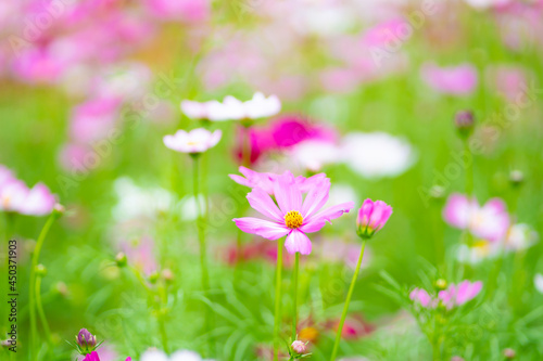 pink cosmos flowers © BUDDEE