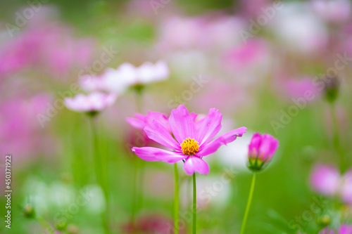 pink cosmos flower